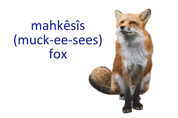 Cree Word of the Week Project